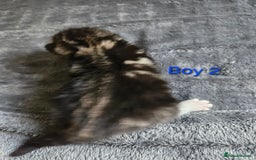Maine Coon cats for sale: Beautiful Maine Coon cross kittens - Image 6