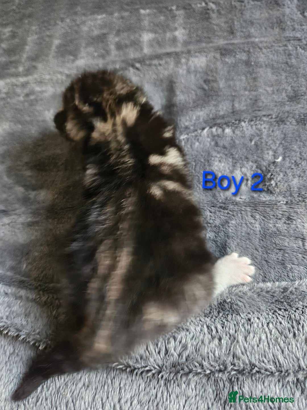 Maine Coon cats for sale: Beautiful Maine Coon cross kittens - Image 6