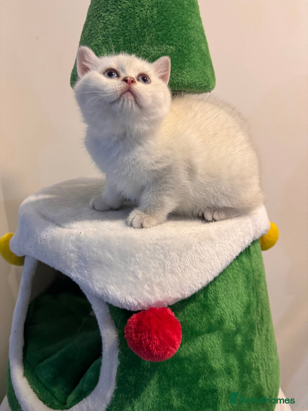 British Shorthair cats for sale: British Shorthair  - Advert 3