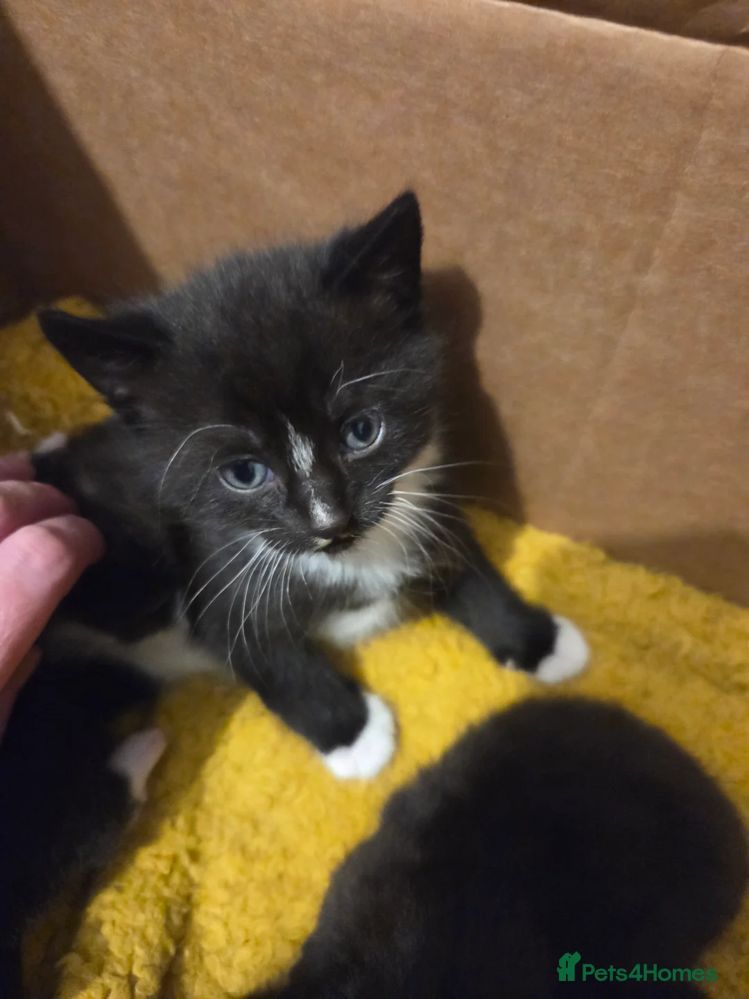 Mixed Breed cats for sale: Kittens for sale in Sutton-in-Ashfield - Advert 9