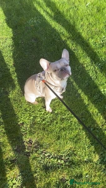 French Bulldog dogs Frenchie  - Advert 1