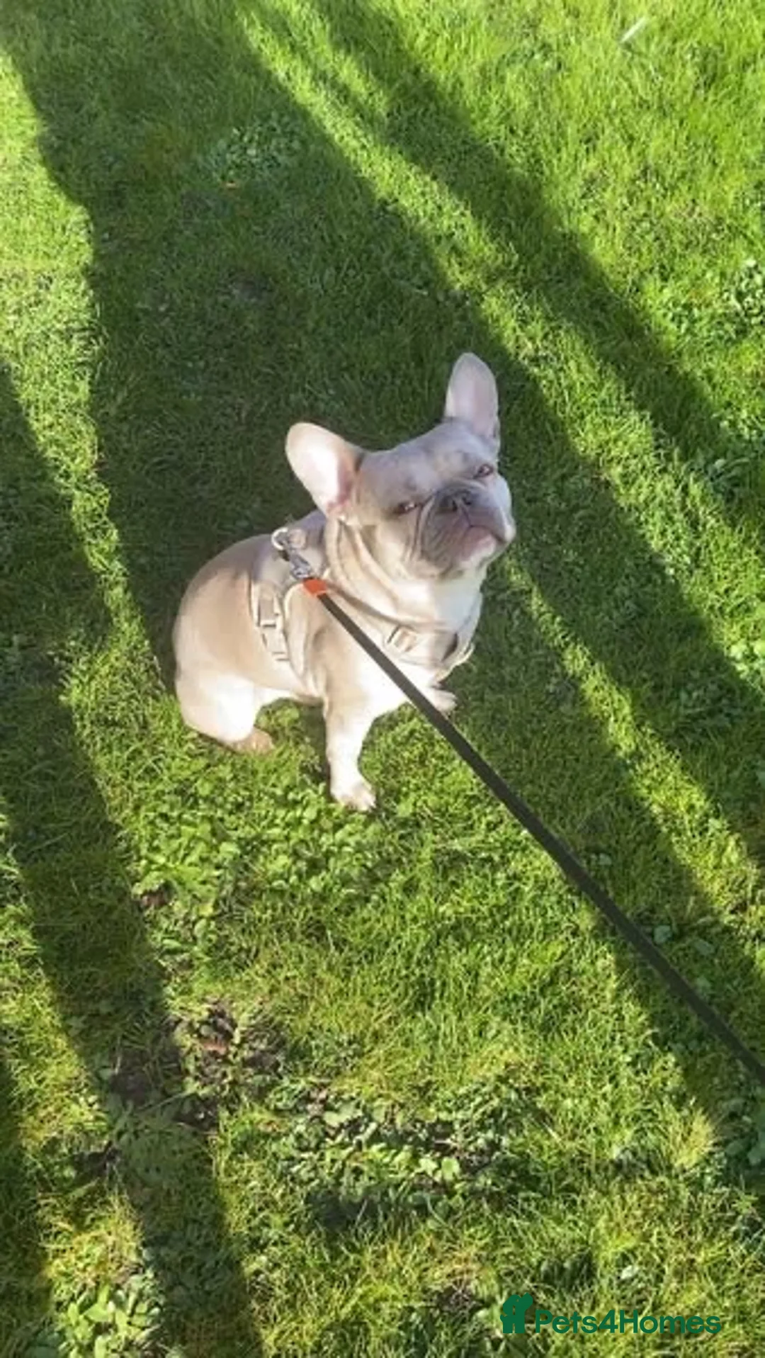 French Bulldog dogs for sale: Frenchie  in Crawley - Advert 1