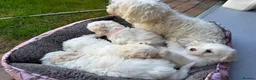 Mixed Breed dogs for sale: Bichon frise  in Bedford - Advert 9