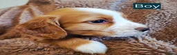 Cocker Spaniel dogs for sale: Beautiful litter of 7 Pedigree Cocker Spaniels in Doncaster - Advert 19