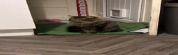 Maine Coon cats for sale: Maine coon x girl kitten - Advert 9