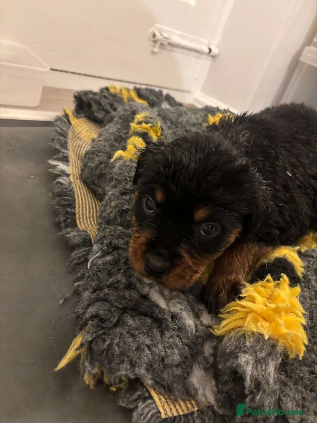 Rottweiler dogs for sale: 🐾🐶 beautifulRottweiler puppies 3 Girls Left🐶🐾 - Advert 25
