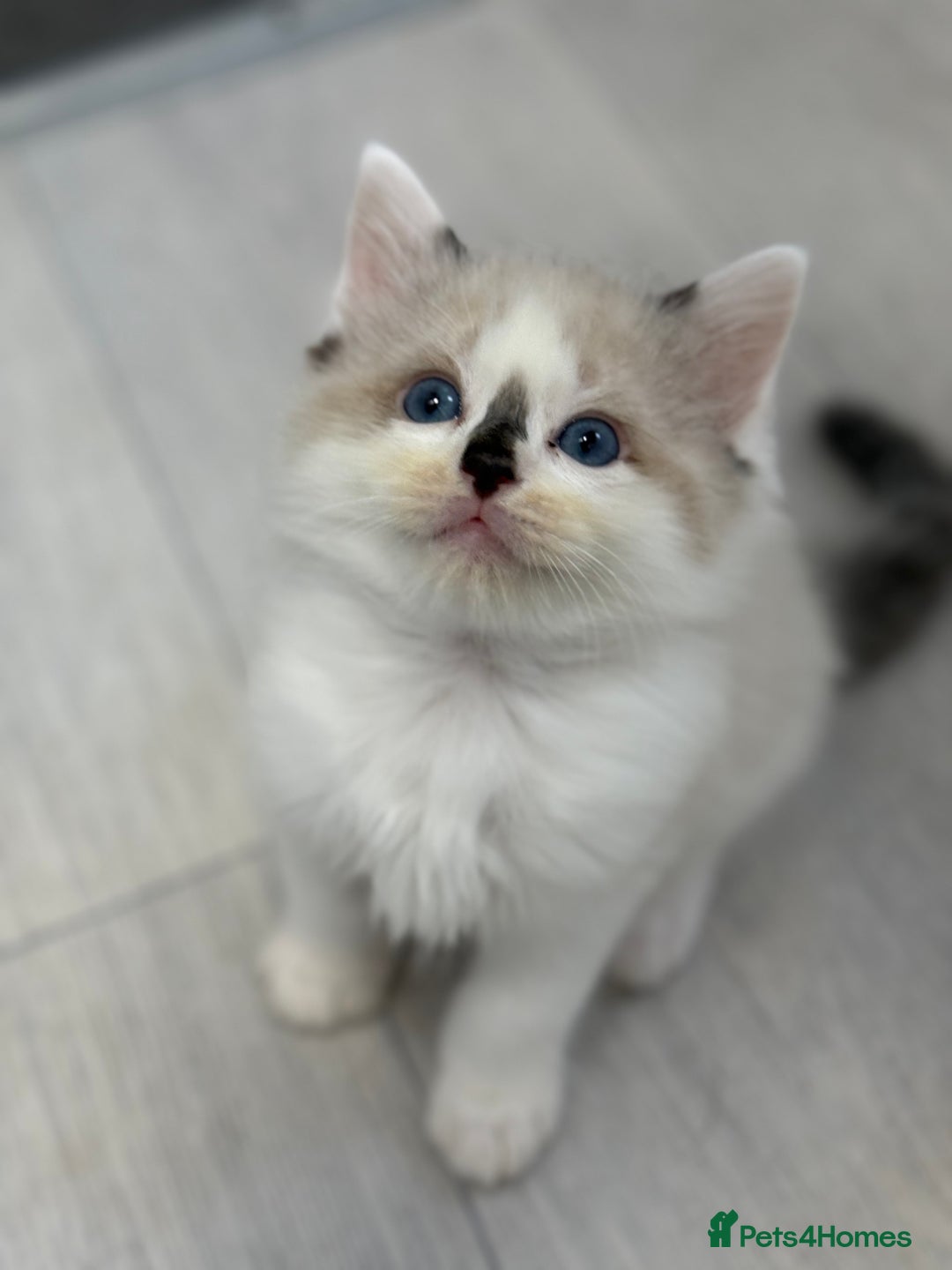 Ragdoll cats for sale: 🎀 Ragdoll kittens 🎀 2 left - Image 8