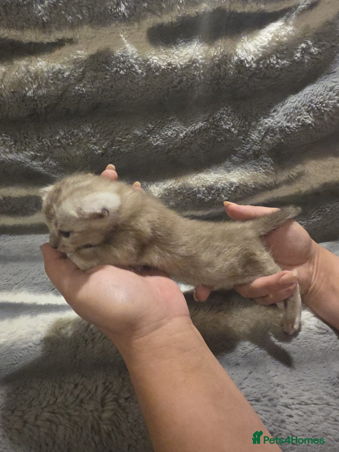 Bengal cats for sale: Rare Bengal babies - Image 20