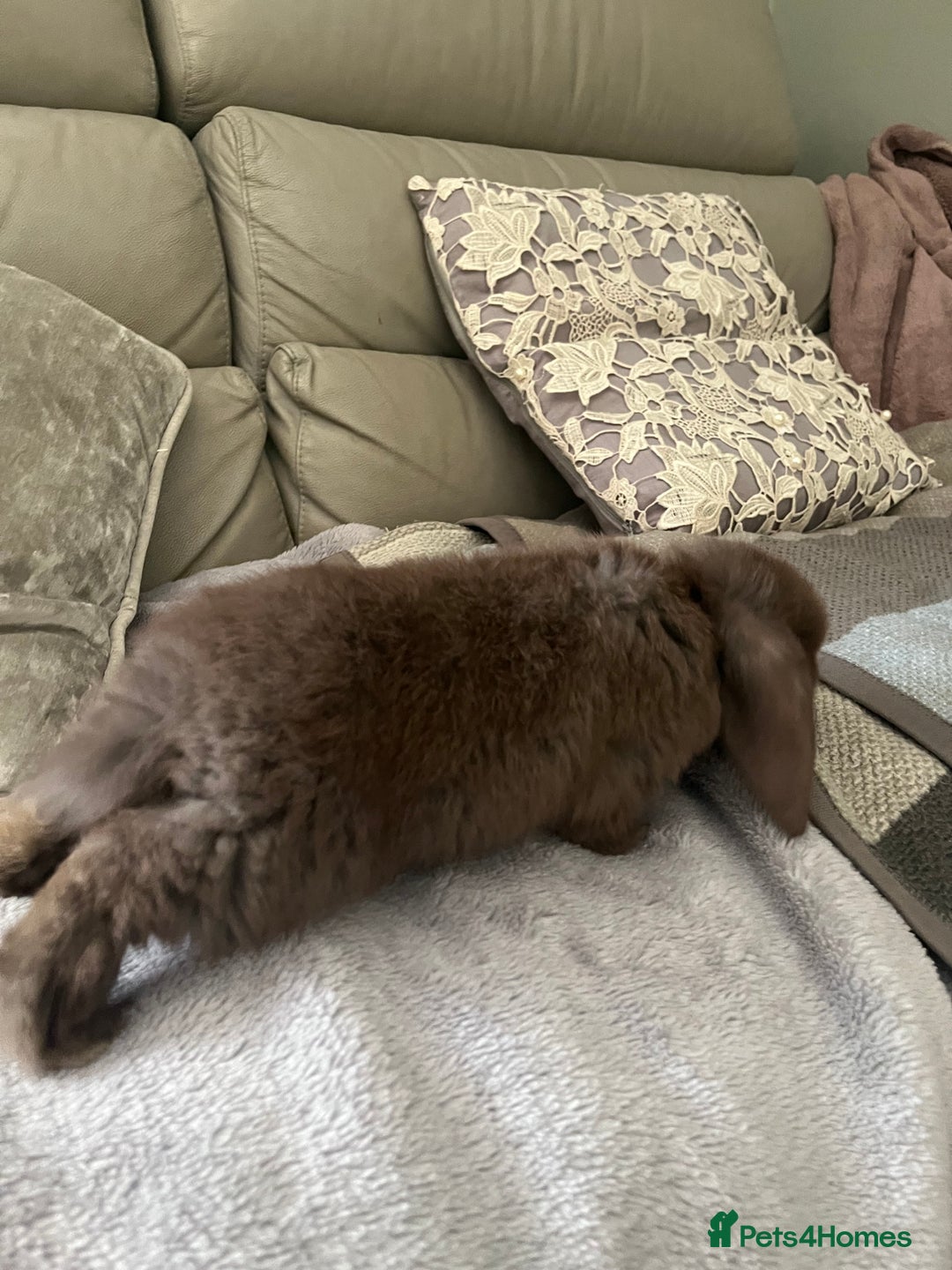 Mini Lop rabbits for sale: Mini lop rabbit - Advert 2