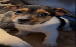 Jack Russell dogs for sale: Gorgeous jack russell puppies - Advert 5