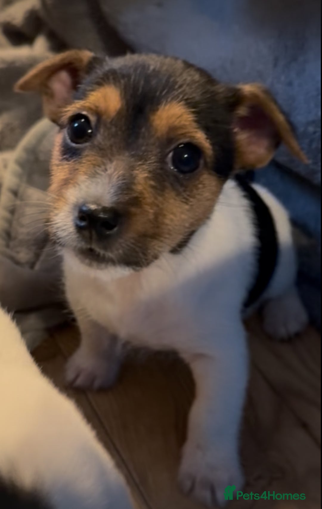 Jack Russell dogs for sale: Gorgeous jack russell puppies - Advert 5