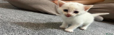 Turkish Angora 5