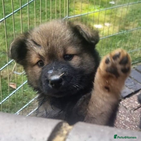 Eurasier dogs - Advert 1