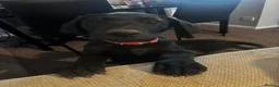 Labrador Retriever dogs for sale: Labrador retriever puppies - Advert 9