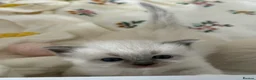 Ragdoll cats for sale: Pure bred European Ragdolls  - Advert 35