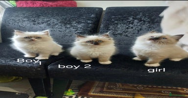 Ragdoll cats - Advert 1