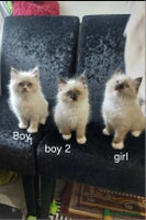 Ragdoll cats - Advert 1