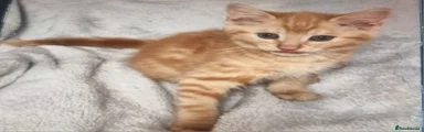 Ragdoll Kitten 4