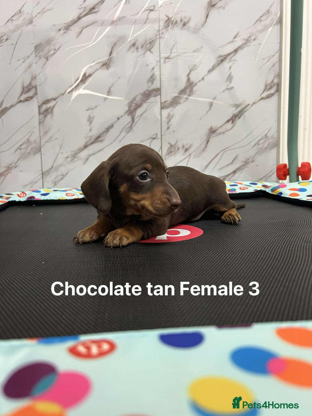 Miniature Dachshund dogs for sale: ❤️❤️Miniature Dachshunds❤️❤️ - Advert 8