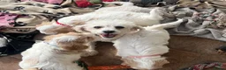 Cavachon dogs for sale: Cavachon puppies  - Advert 4