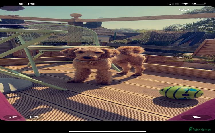 Miniature Poodle dogs - Advert 8