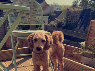 Miniature Poodle dogs - Advert 7