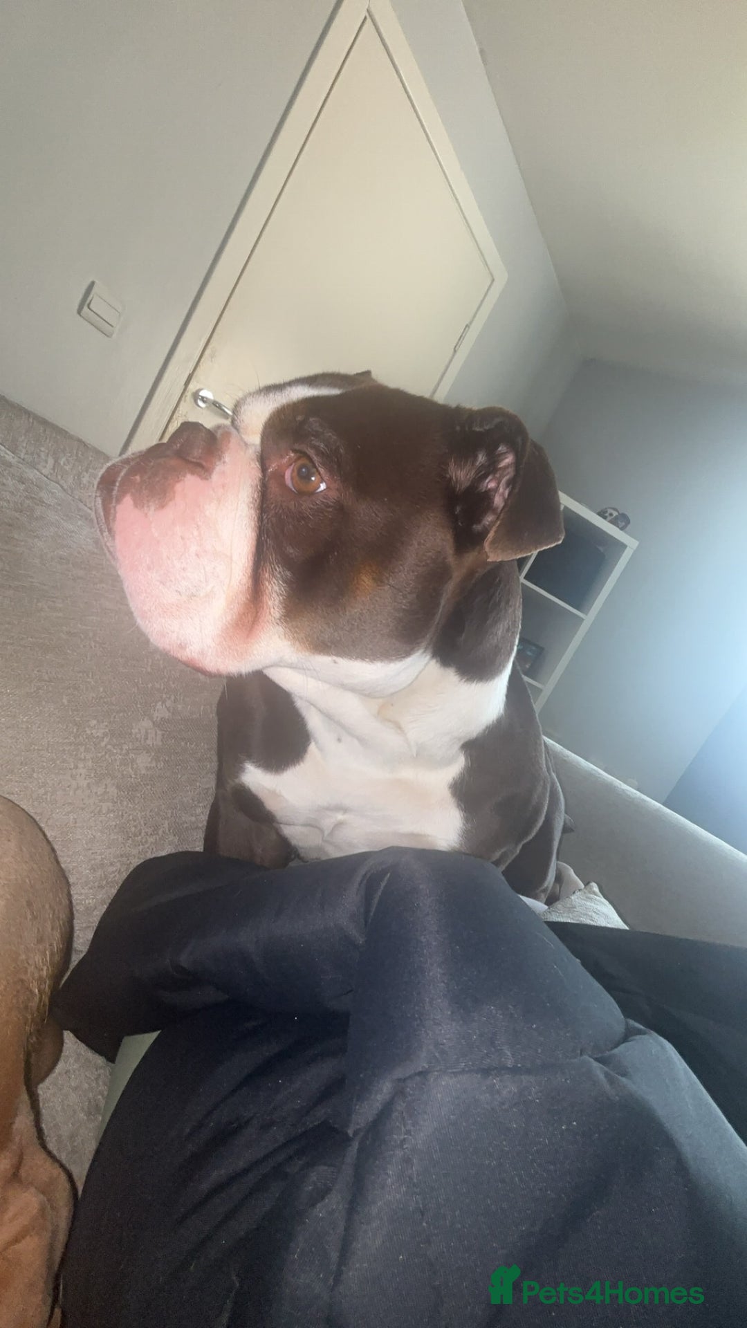 Olde English Bulldogge dogs for sale: Here is my girl CoCo - Advert 2