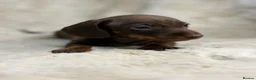 Miniature Dachshund dogs for sale: Beautiful dachshund puppies  - Advert 21
