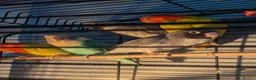 Lovebirds birds for sale: Hand Tamed Baby Love Birds🦜 in Ruislip - Advert 10