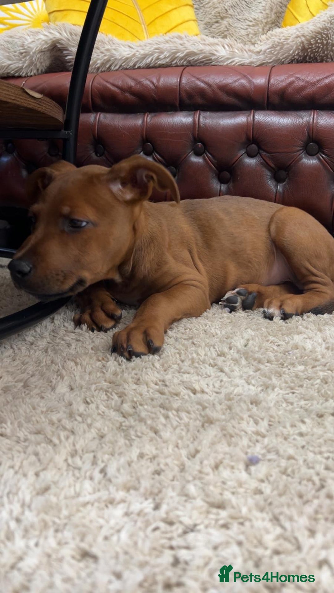 Mixed Breed dogs for sale: beautiful mastiff german shepherd female dog - Advert 2