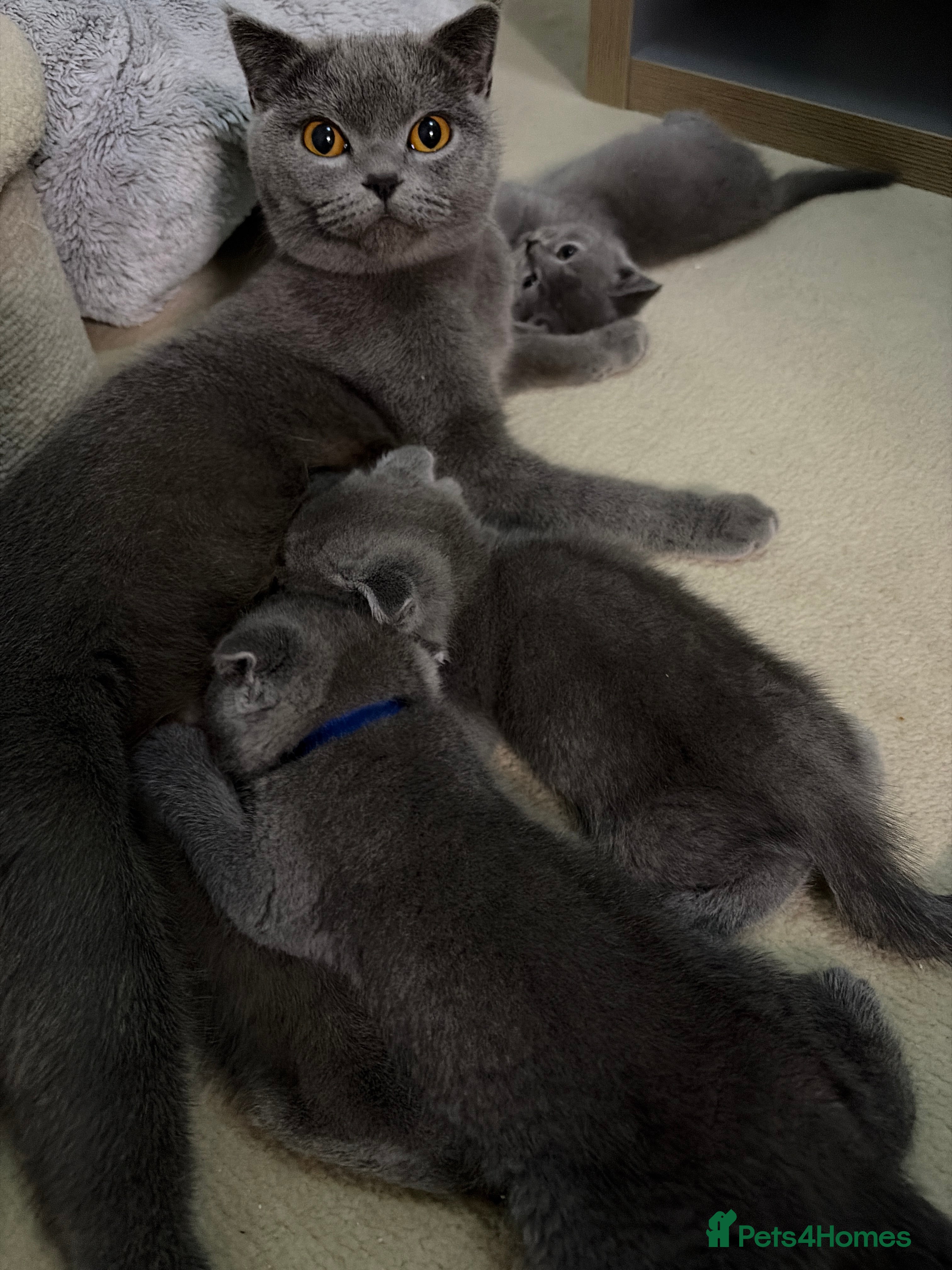 British Shorthair cats Bsh kittens - Advert 1