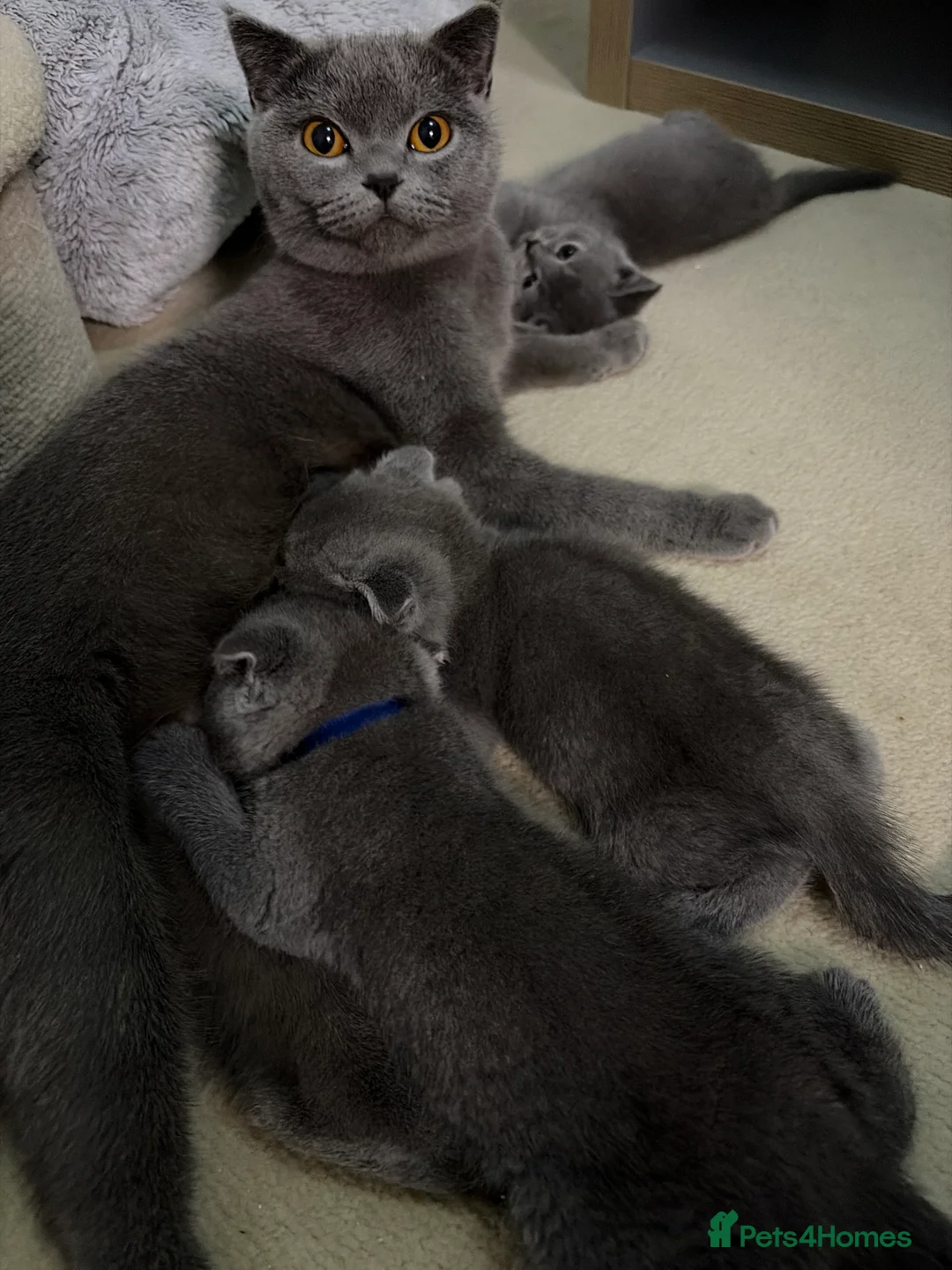 British Shorthair cats for sale: Bsh kittens - Advert 1
