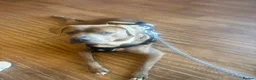 American Bull Staffy dogs for sale: A loyal, loving boy looking for his fresh start. in Llandudno - Advert 2