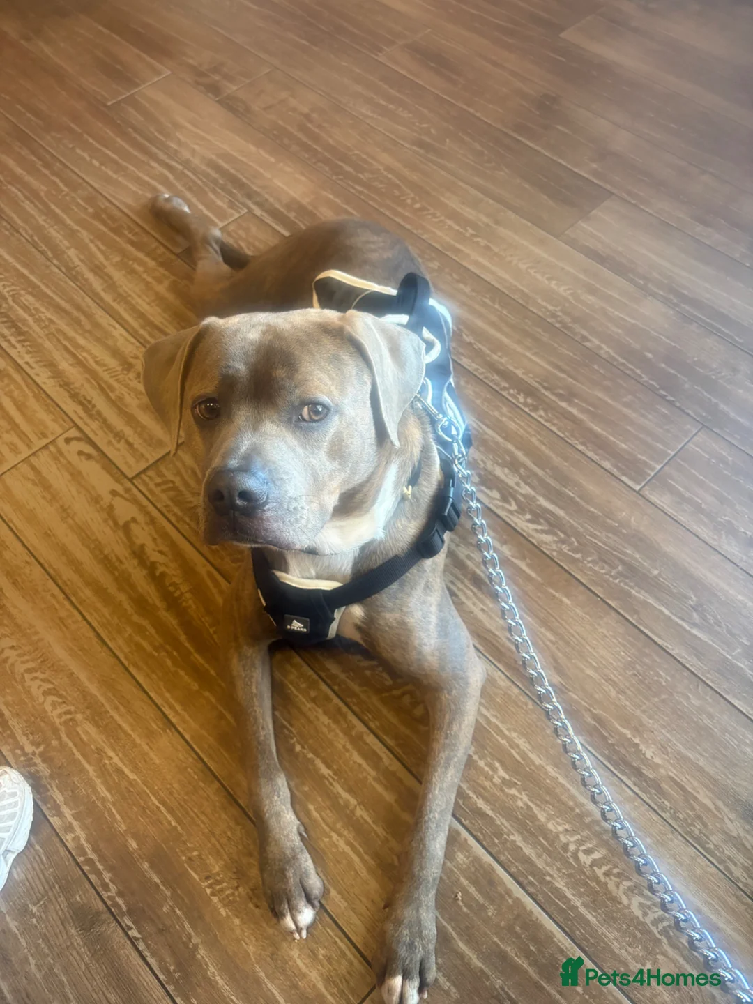 American Bull Staffy dogs for sale: A loyal, loving boy looking for his fresh start. in Llandudno - Advert 2