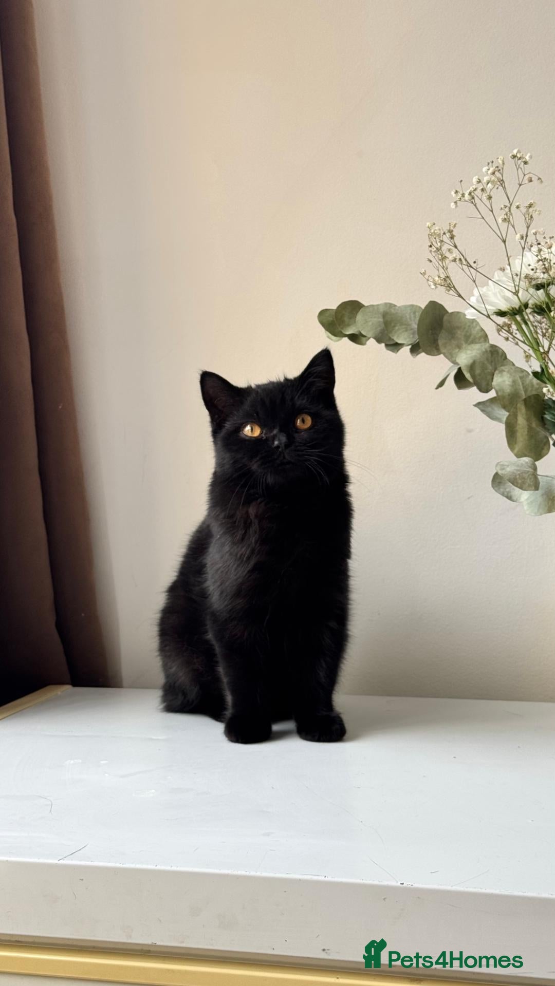 British Shorthair cats Stunning Black British Shorthair! - Advert 12