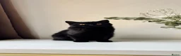 British Shorthair cats for sale: Stunning Black British Shorthair! - Advert 10