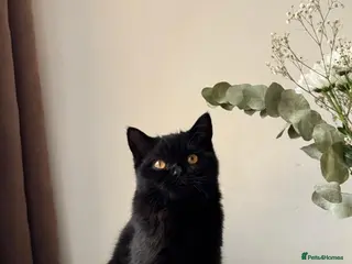British Shorthair cats Stunning Black British Shorthair! - Advert 12