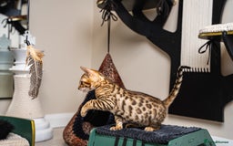 Bengal cats for sale: Dune- Stunning Bengal Boy- TICA with champion line - Image 23