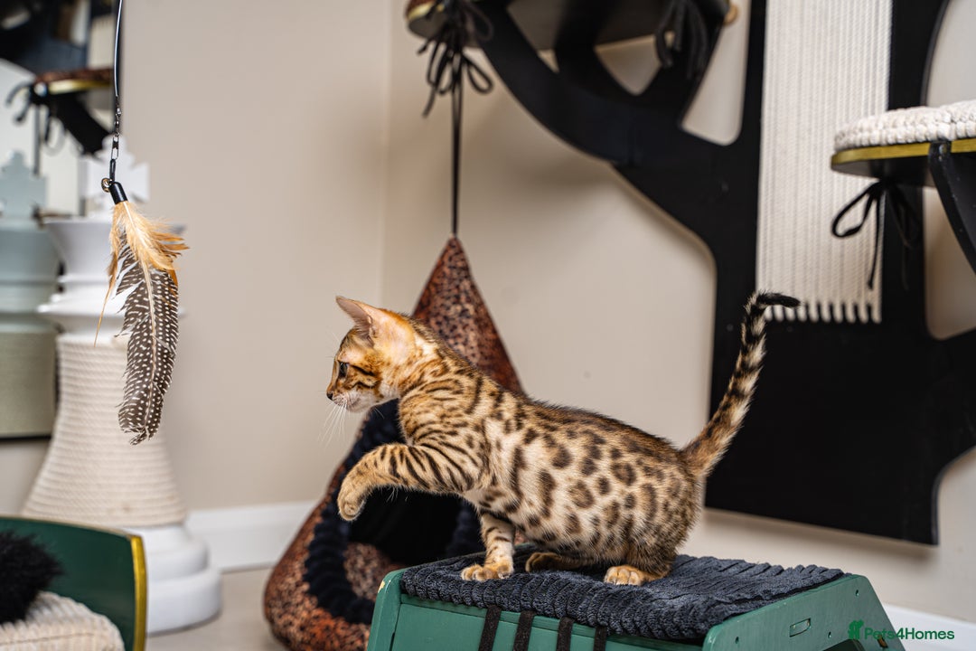 Bengal cats for sale: Dune- Stunning Bengal Boy- TICA with champion line - Image 23
