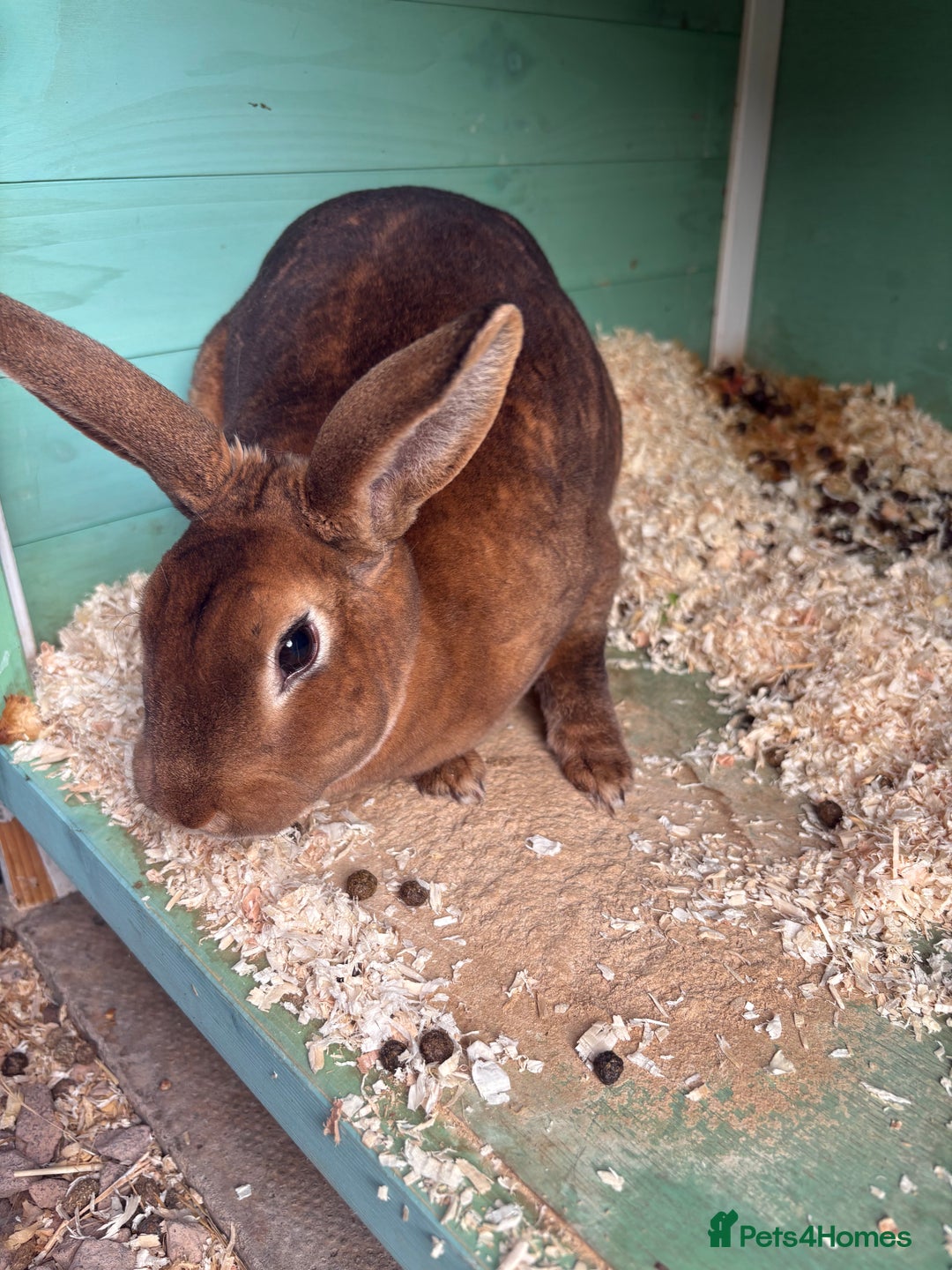Rex rabbits for sale: Rex cross Mini Lop  - Image 23