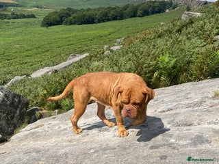 Dogue De Bordeaux dogs Stunning adult female dogue de Bordeaux - Advert 9