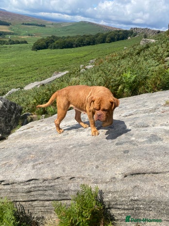 Dogue De Bordeaux dogs Stunning adult female dogue de Bordeaux - Advert 5