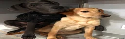 Labrador Retriever dogs for sale: Labrador looking for loving new home - Advert 6