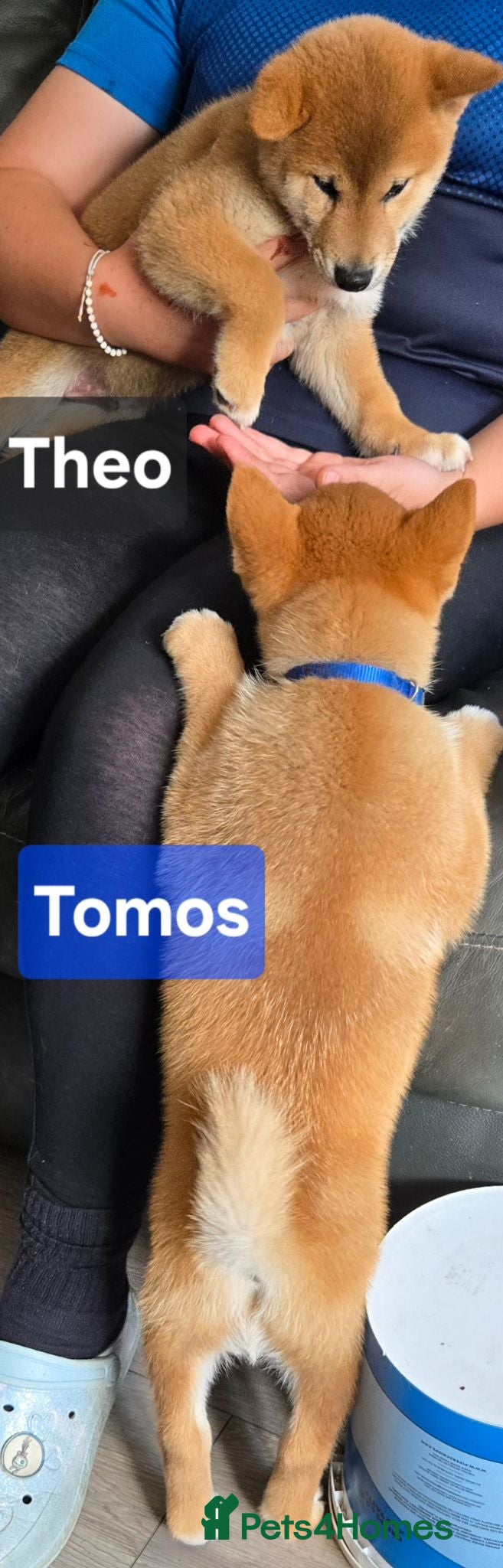 Japanese Shiba Inu dogs Foxy little shibas - Advert 2