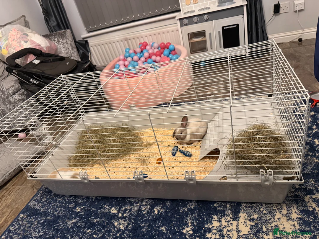 Mixed Breed rabbits for sale: 2 x male bunny rabbits along with cage  in Glasgow - Advert 9