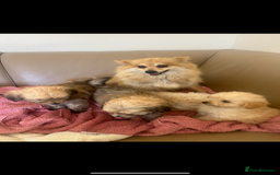 Pomapoo dogs for sale: Beautiful, Pomapoo puppies - Image 11