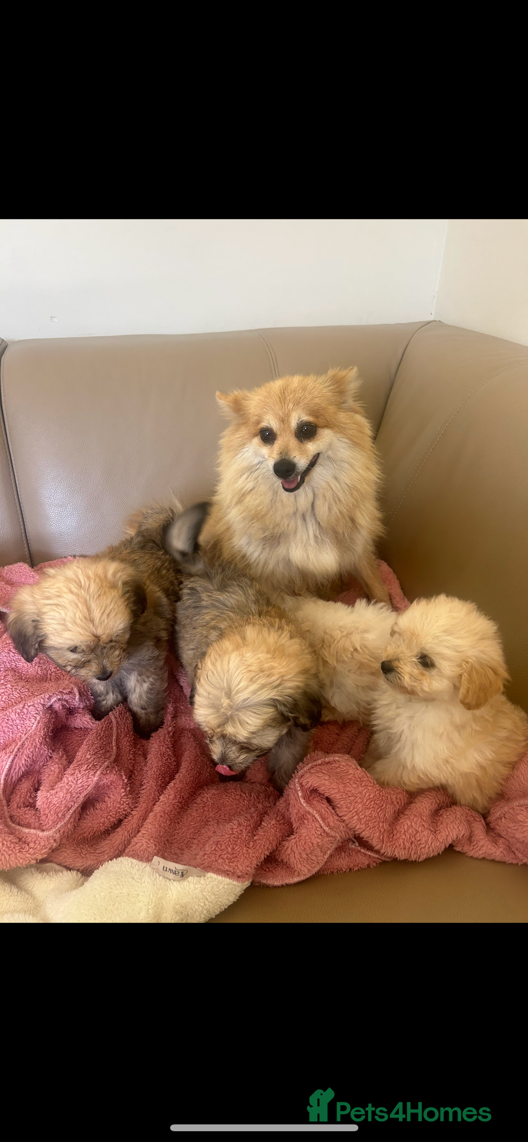 Pomapoo dogs for sale: Beautiful, Pomapoo puppies - Image 11