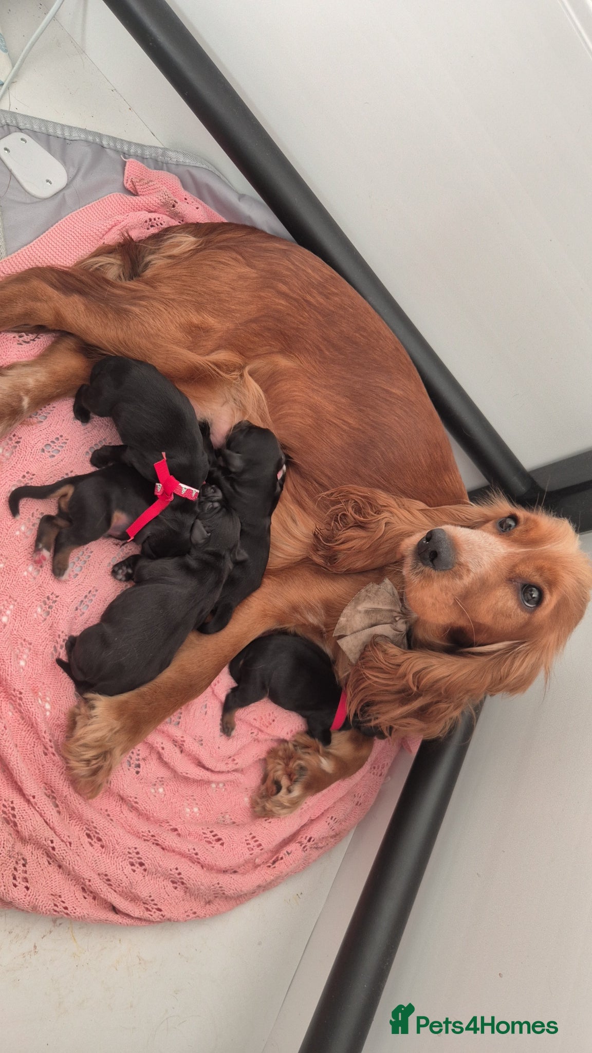 Cocker Spaniel dogs for sale: 5 beautiful cocker spaniels - Advert 6