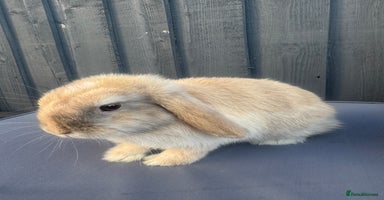 Mini Lop rabbits - Advert 4