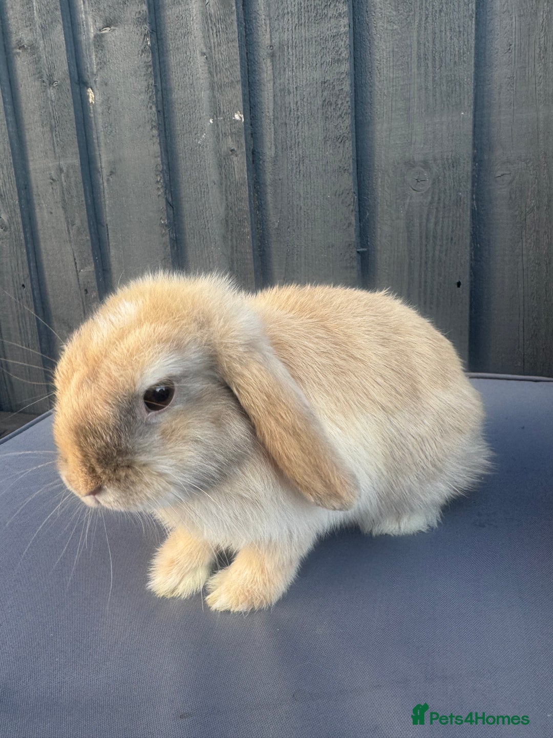 Mini Lop rabbits for sale: Mini lop Bunnies’s  - Image 3
